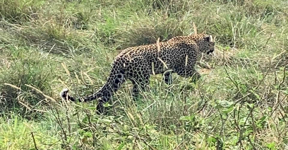 3 Days Masai Mara Safari